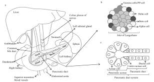 The pancreas is an abdominal glandular organ, with an digestive (exocrine) and hormonal (endocrine) function. A Gross Anatomy Of Pancreas And Its Location In The Abdominal Cavity Download Scientific Diagram