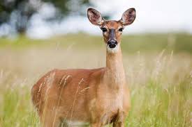 The esa does include a definition for critical habitat, and, until now, the usfws assumed that any area satisfying that definition was habitat. What Is A Habitat Types And Examples Environment Buddy