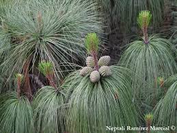 Image result for Pinus