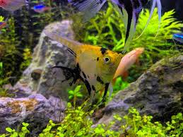 Ikan hias air tawar merupakan binatang laut yang dapat dipelihara di aquarium. Cantiknya Ikan Manfish Si Malaikat Dari Air Tawar Cleanipedia