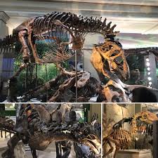 Dinosaurs At The National Museum Of Natural History In Washington Dc Very Nice Exhibit In The Fossil Hall Paleontology