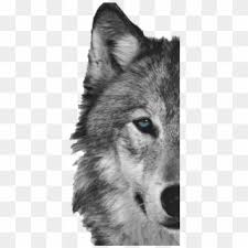 There is no psd format for wolf png images, free download in our system. Wolf Face Png Png Transparent For Free Download Pngfind