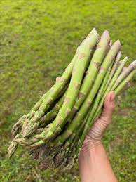 Image result for Asparagus richardsiae