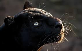 Tons of awesome black jaguar hd mobile wallpapers to download for free. Black Jaguar Iphone Wallpaper Novocom Top