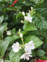 Dan anggrek sendiri merupakan salah satu jenis tanaman bunga yang mempunyai anggota spesies terbanyak. 20 Ide Bunga Melur Bunga Aroma Bunga Bunga Putih