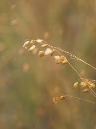 Image result for Briza