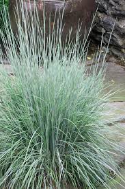 Image result for Schizachyrium