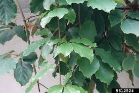 Image result for Tetrastigma