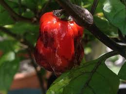 I for one will not grow this pepper. Purple Ghost Scorpion Chile Plants Super Hot Chiles