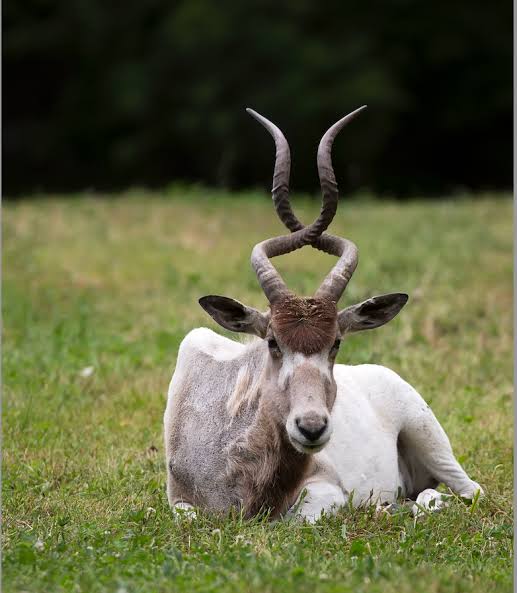 Addax Antelope - SAFE Worldwide