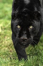 Big Black Cat Yellow Eyes Black Jaguar Black Jaguar Jaguar Black