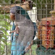 Bird Aviary For Sale Nsw Never Found Quaker Newport New South Wales Nsw Australia L43319 Losing A Pet Parrot Bird Find Pets