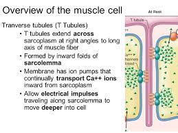 Chapter 11 Physiology Of The Muscular System Introduction Muscular System Is Responsible For Moving The Framework Of The Body In Addition To Movement Ppt Download