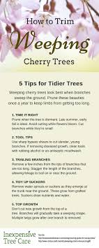 Maybe you would like to learn more about one of these? How To Trim A Weeping Cherry Tree Inexpensive Tree Care