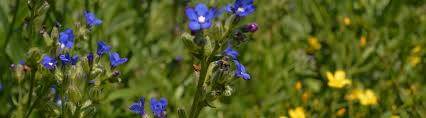 Image result for Anchusa capensis