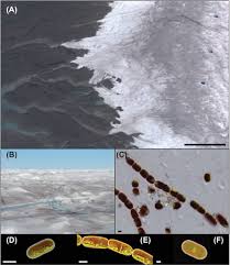 You may need to find a light that gives off primarily red and orange light. Frontiers Glacier Algae A Dark Past And A Darker Future Microbiology
