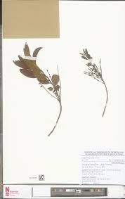 Image result for Anisophyllea quangensis