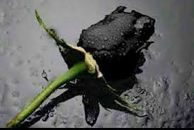 Apa 10 tato mawar hitam terbaru ini masih sangat kurang? Mengenal Keunikan Mawar Hitam Dari Turki Kompasiana Com