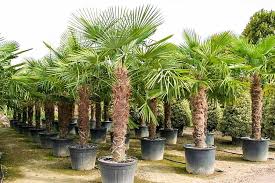 Check spelling or type a new query. 1 Pflanze Trachycarpus Baldur Garten Winterharte Kubel Palme Im 19 Cm Topf Garten Balkonpflanzen Baume Scalafenicia Com