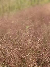 Image result for Eragrostis paradoxa