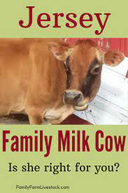 Is A Jersey Family Cow Right For You Dairy Cow Breeds Pet Cows Cow