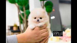 Teacup poodle puppies and poodle dogs for sale is our specialty. Beautiful Cream Pomeranian Teddy Bear Face D Annie Rolly Teacup Puppies Youtube