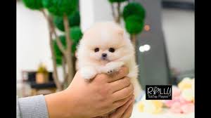 75 000 based on the factors we mentioned above. Rolly Teacup Puppies For Sale In India Price 08 2021