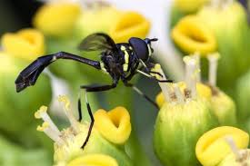 Изучайте релизы wasp bomb на discogs. How To Get Rid Of Wasps In Amazingly Easy Ways Gardenerdy