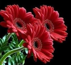 This flower symbolises the fell of passion and love. Flower Profile Pictures Flowers Profile Pics Flower Dp