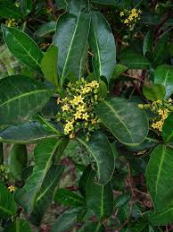 Image result for Psychotria capensis