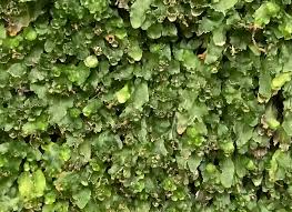 Image result for Didymoglossum