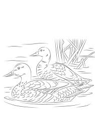 Enjoy these free coloring pages to color, paint or crafty educational projects for young children, preschool, kindergarten and early.elementary. Coloring Pages Duck Swimming In Water Coloring Pages