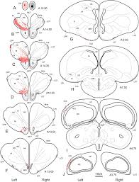 Idea you can browse by and. Efferent And Afferent Connections Of The Olfactory Bulb And Prepiriform Cortex In The Pigeon Columba Livia Atoji 2014 Journal Of Comparative Neurology Wiley Online Library