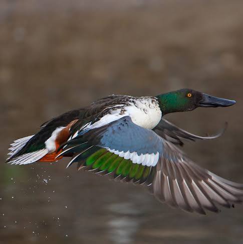 mallard