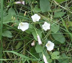 Image result for Convolvulus arvensis