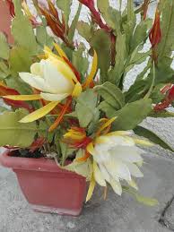 Queen Of The Night Epiphyllum Starr S Favorite Night Blooming Flowers Container Gardening Flowers Orchid Cactus