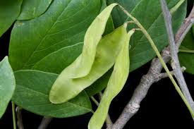 Image result for Lonchocarpus