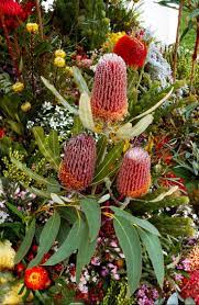 Rose Pink Banksia Flowers Centre Stage Surrounded By Australian Red And Pink Native Wildflowers Australian Flowers Australian Native Garden Australian Garden