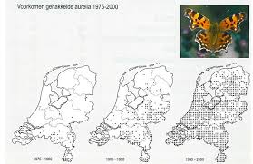 Image result for Polygonia c-album