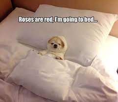 Roses Are Red I M Going To Bed Funny Animal Memes Really Funny Pictures Funny Animal Pictures