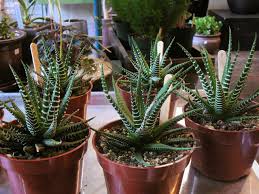 Image result for Habenaria attenuata