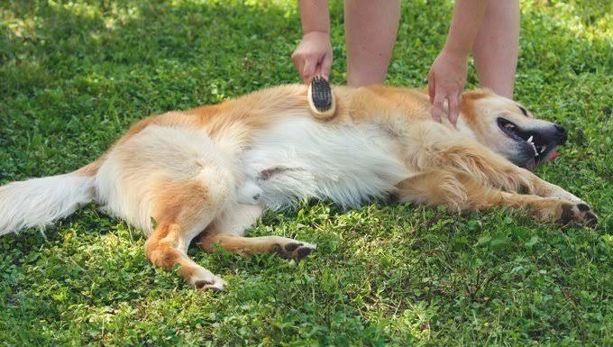 Regularly brush your dog's coat