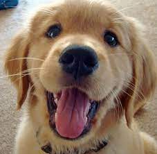 Page Not Found Facebook Retriever Puppy Puppies Cute Dogs