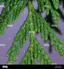 Image result for didymascella thujina