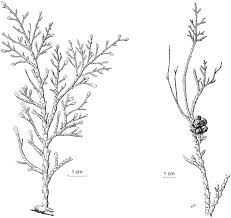 Image result for Cupressaceae