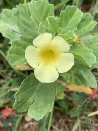 Image result for Pedalium