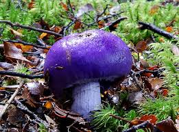 Maybe you would like to learn more about one of these? Purple Mushroom Surrounded By Brown And Green Grass Cortinarius Porphyroideus Hd Wallpaper Wallpaperbetter