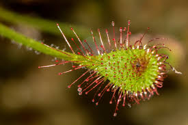 Image result for Drosera madagascariensis