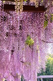 Wisteria Plants Beautiful Gardens Beautiful Flowers