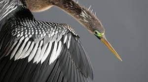Anhinga anhinga), sometimes called snakebird, darter, american darter, or water turkey, is a water bird of the warmer parts of the americas. Anhinga Audubon Field Guide